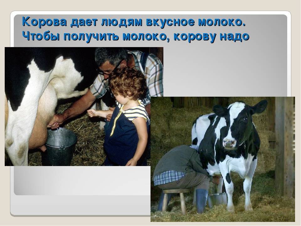 Сколько литров молока даёт корова в сутки