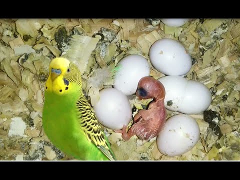 Особенности разведения волнистых попугаев в домашних условиях