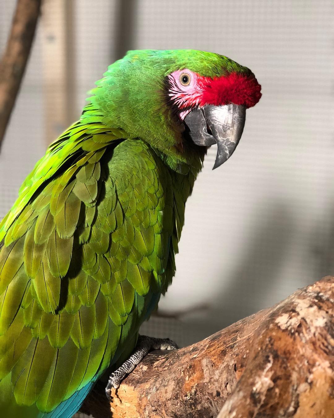 Разновидности попугаев ара и особенности их внешности