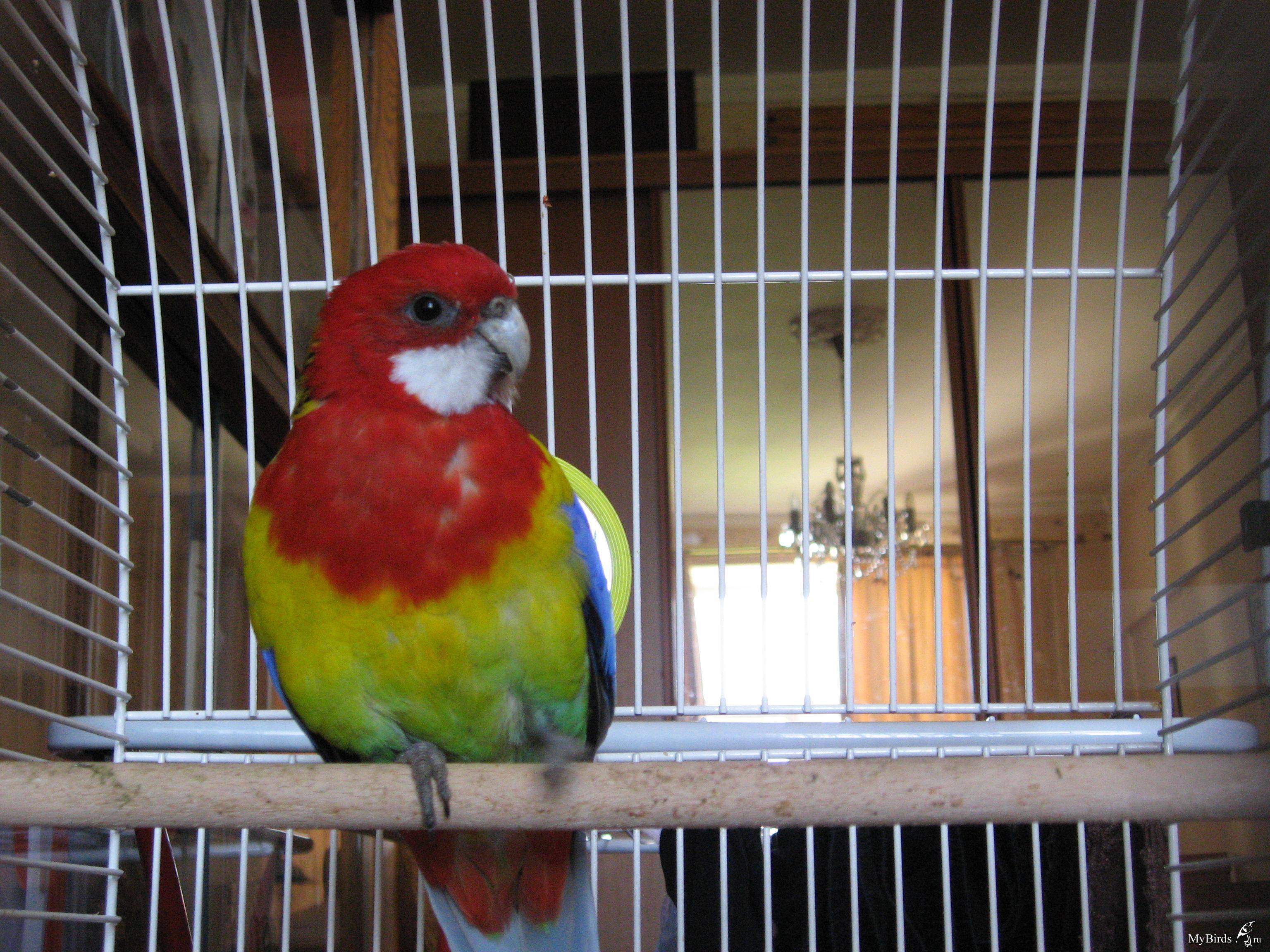 Попугай розелла: виды, описание, фото, содержание дома