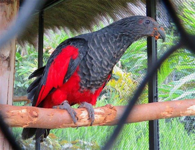 Ожереловый попугай: описание, содержание, пол и возраст