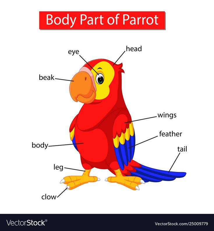 Попугай по английски - загадка, рассказ, описание с переводом, видео и фразы на английском языке 