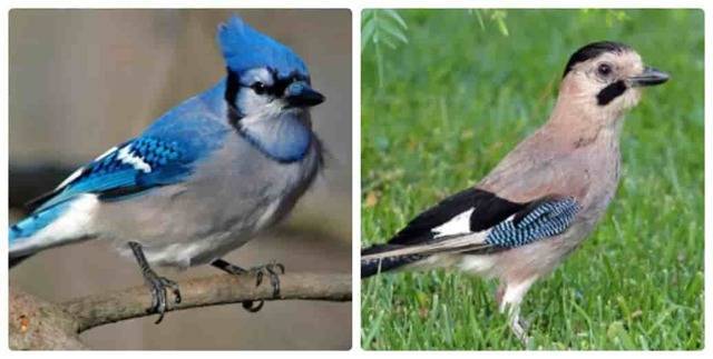 Птица чиж (100 фото): особенности, виды и популяция в природе. интересные факты + фото