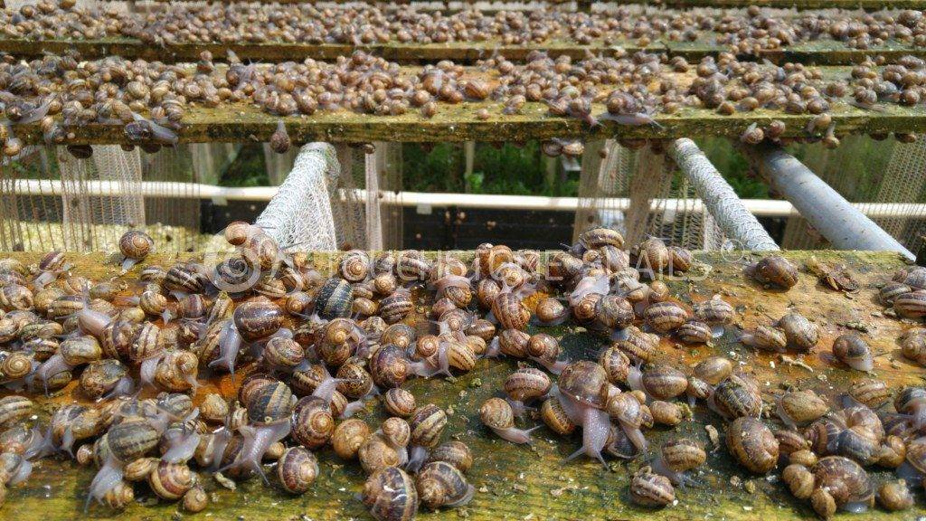 Cамый крупный брюхоногий моллюск — виноградная улитка и ее содержание в домашних условиях