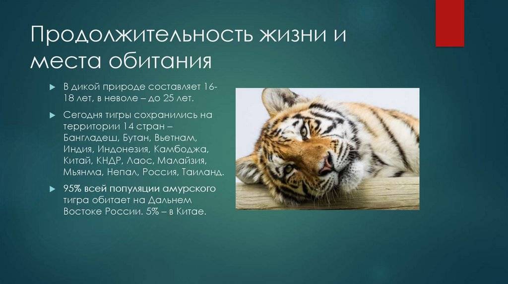 Тигр - 103 фото мощного, роскошного и красивого полосатого хищника