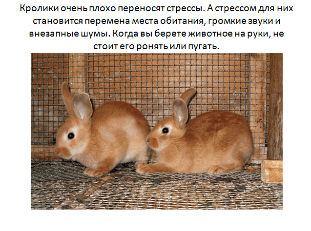 ᐉ сколько лет живут кролики в домашних условиях: декоративные, карликовые? - zooon.ru
