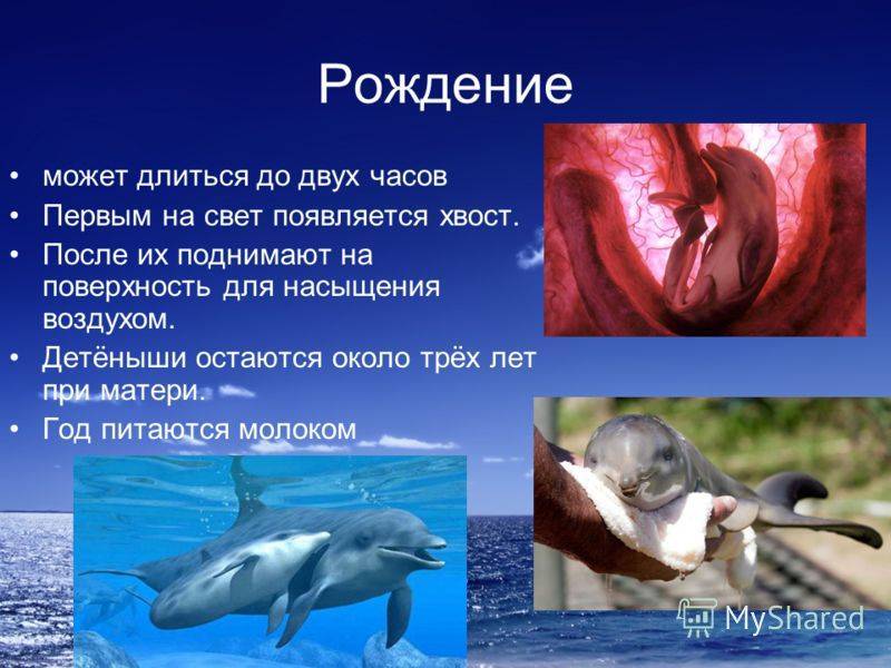 Дельфины: виды, фото, описание, образ жизни, общение морских млекопитающих
