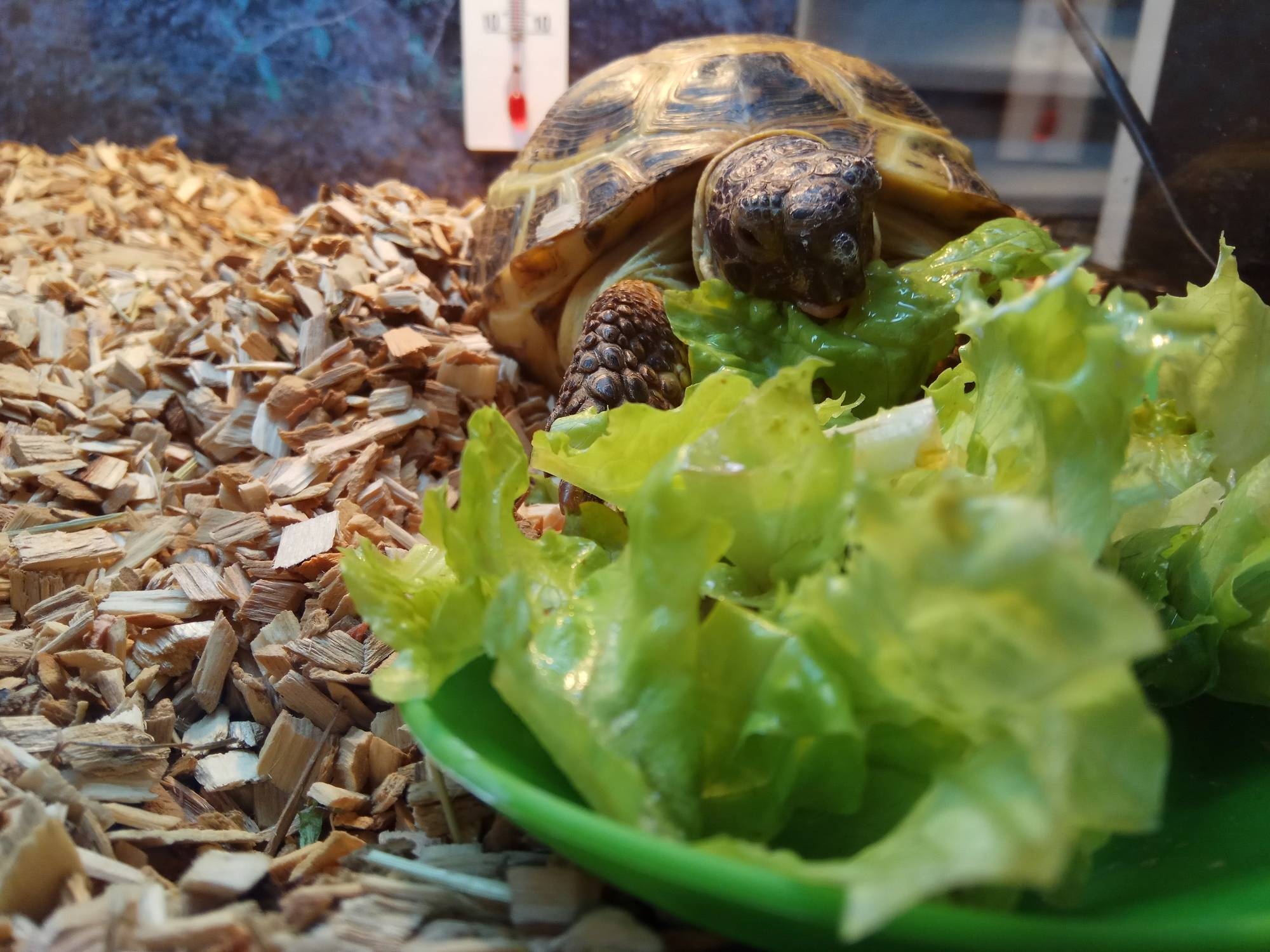 Сколько в домашних условиях может жить черепаха?