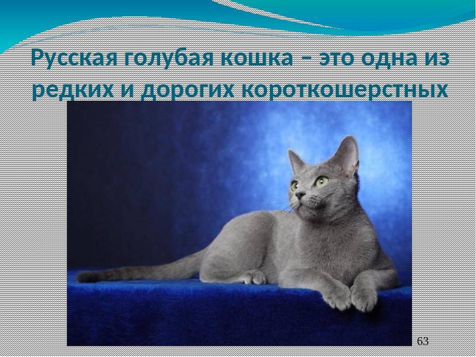 Русская голубая кошка — описание породы, уход и содержание, чем кормить, фото