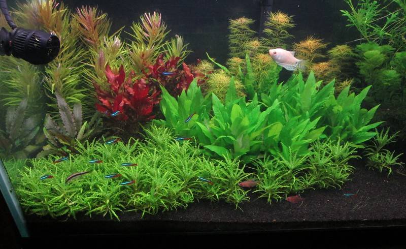 Какие растения для аквариума выбрать? лучшие аквариумные растения для начинающих | laguna