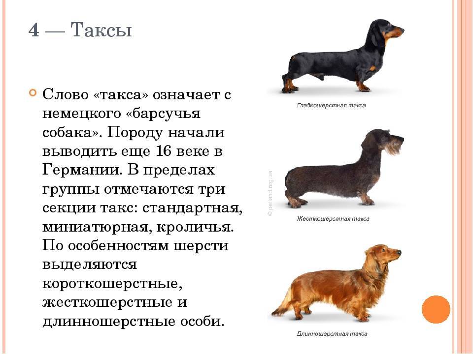 Такса - 90 фото одной из наиболее древних пород норных собак