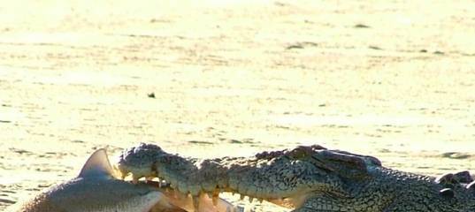 Гребнистый крокодил "crocodylus porosus"