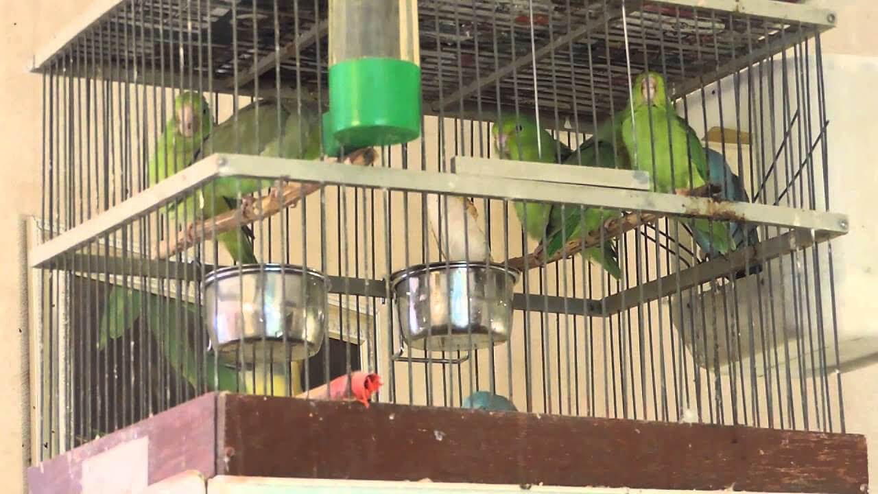 Виды попугаев для домашнего содержания