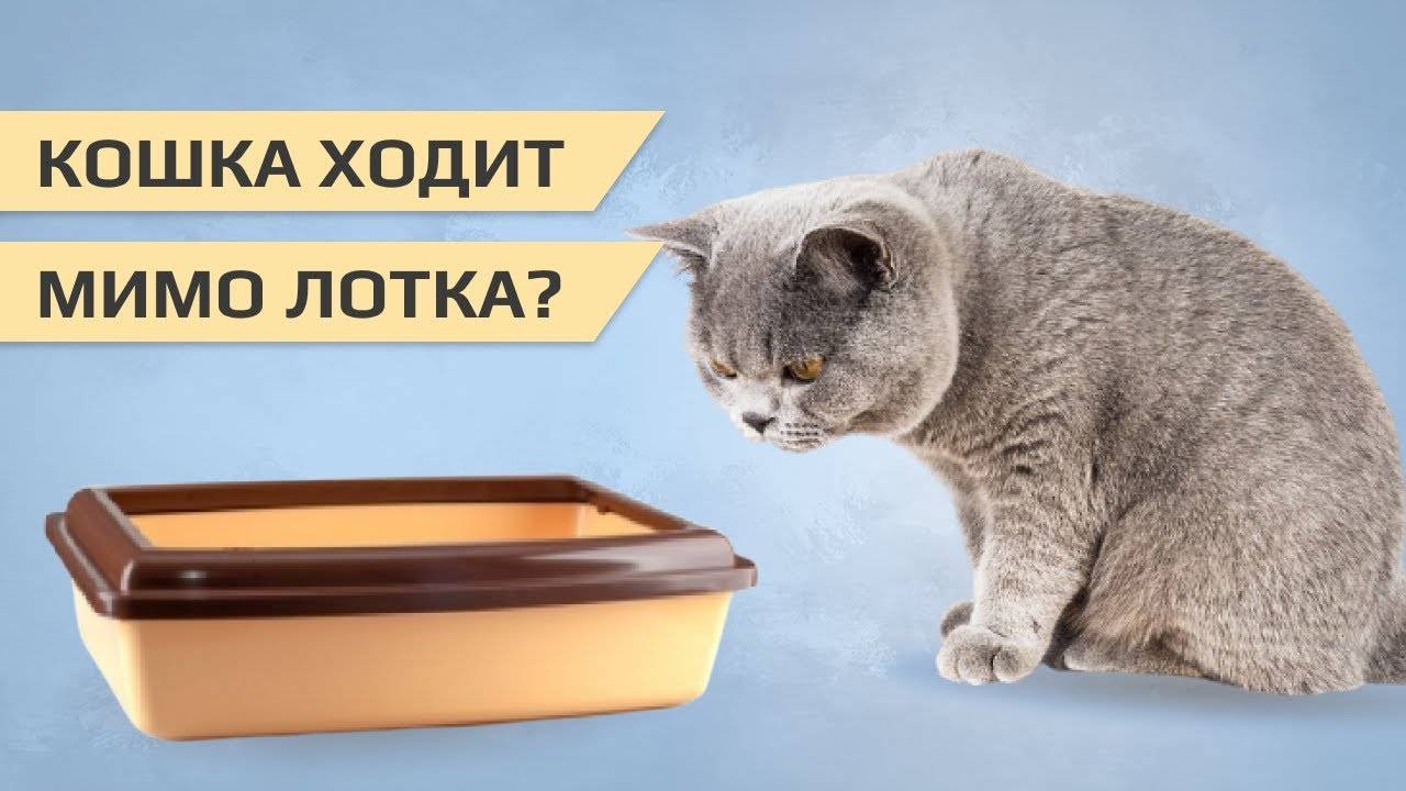 Котёнок не ходит писать в лоток. — обсуждение в группе "кошки" | птичка.ру