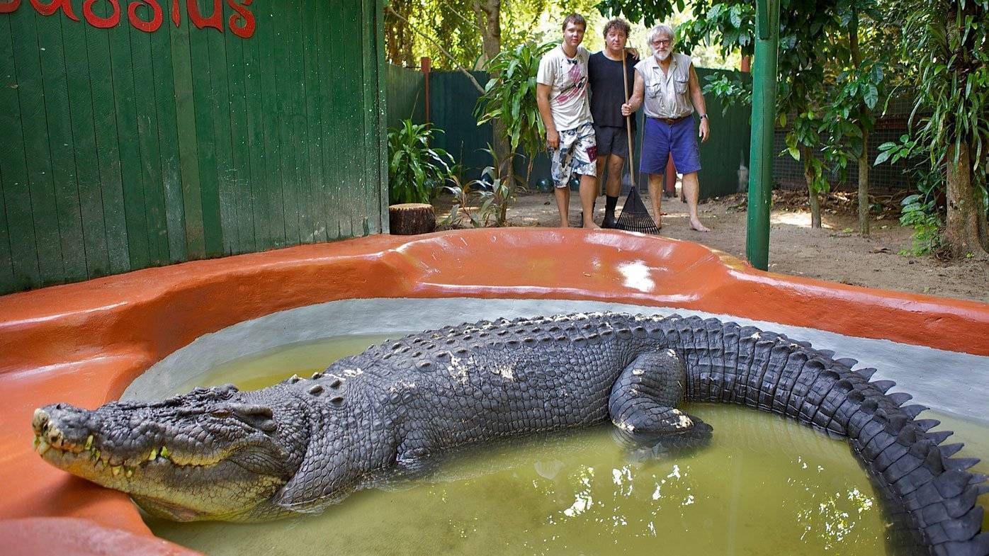 Самый большой в мире крокодил. самые большие крокодилы