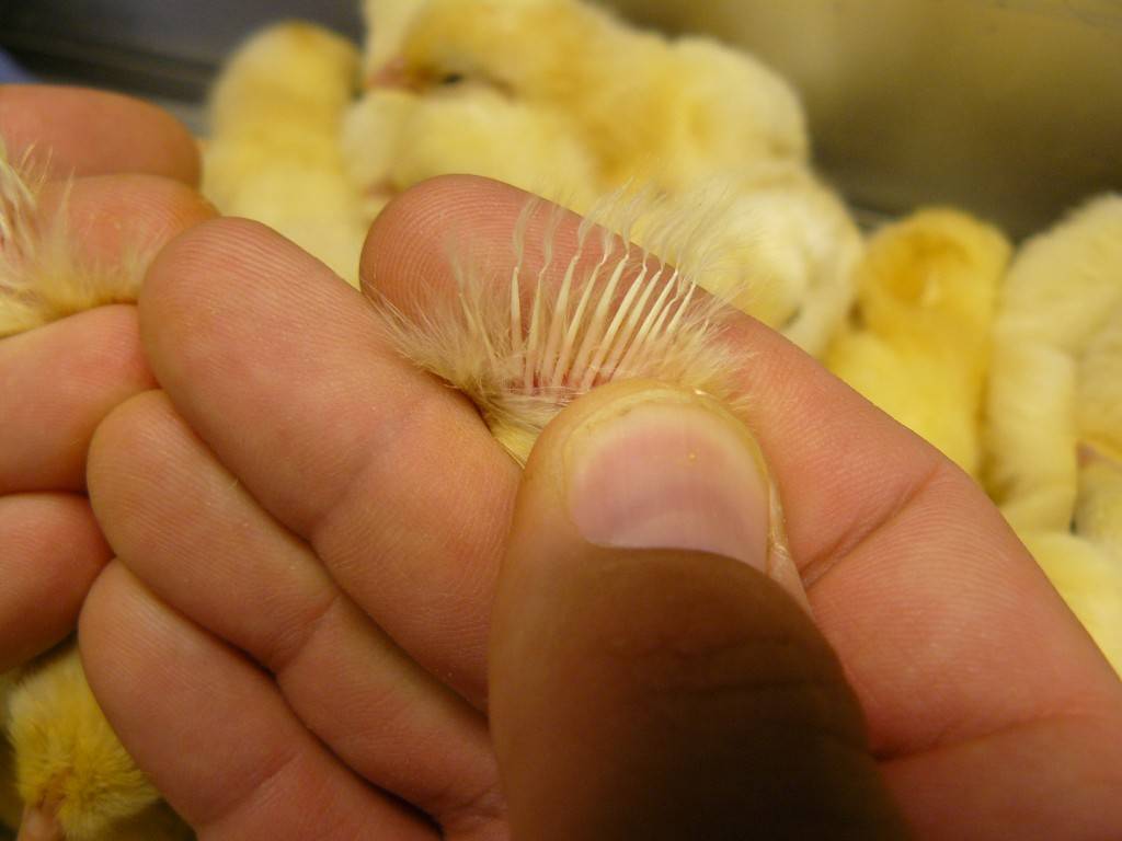 Как определить пол цыпленка: отличия курочки от петушка — selok.info