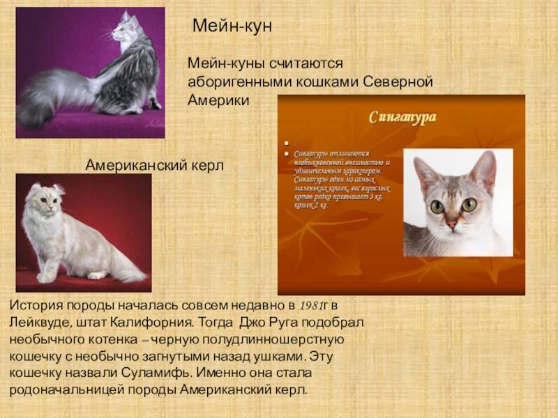 Кошка породы мейн-кун : описание, чем кормить, особенности ухода и содержания в квартире, размножение, стандарт | мир домашних животных