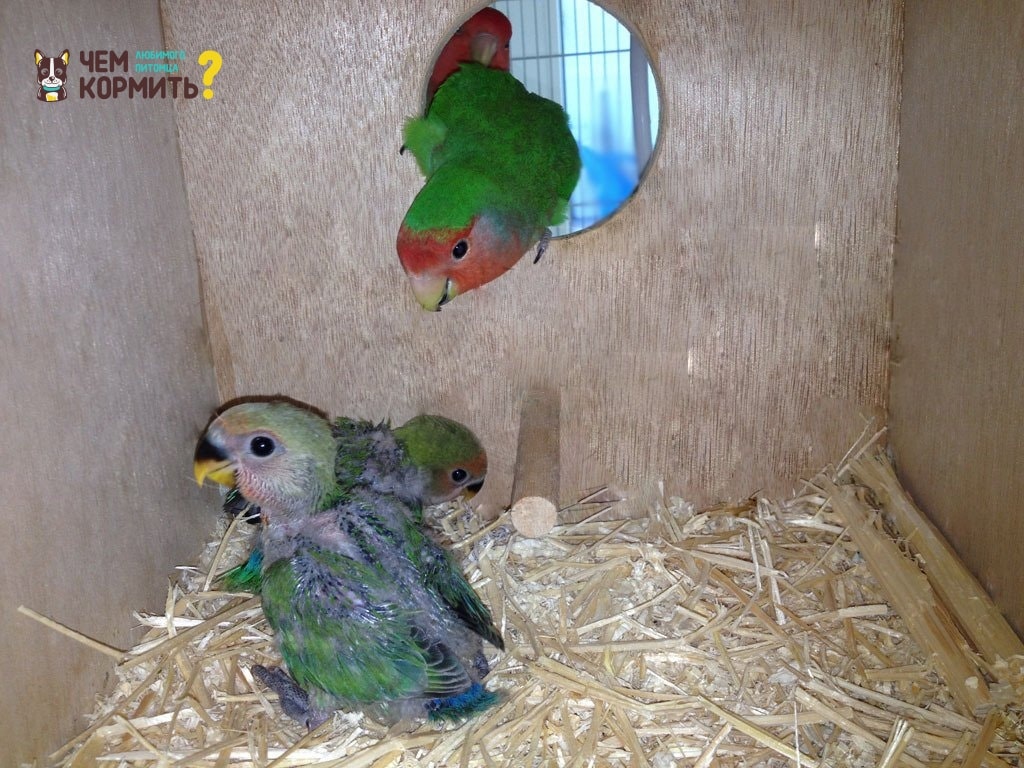 Птенцы волнистых попугаев: фото новорожденного, как растут по дням, а также, чем кормить малышей