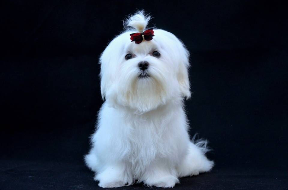 Мальтийская болонка(мальтезе) собака фото, описание породы, цена щенка, отзывы