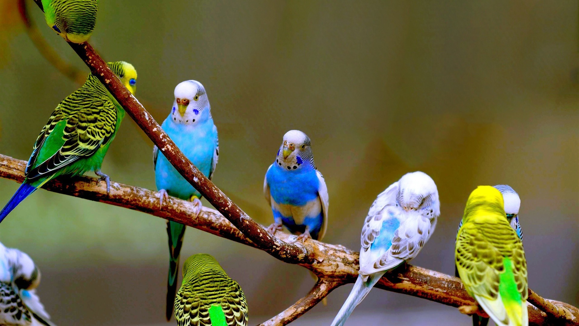 Сколько живут волнистые попугаи в домашних условиях