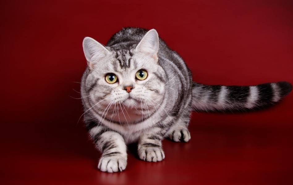 Американский бобтейл: описание породы, фото кошки, короткошерстные, длинношерстные, уход и чем кормить