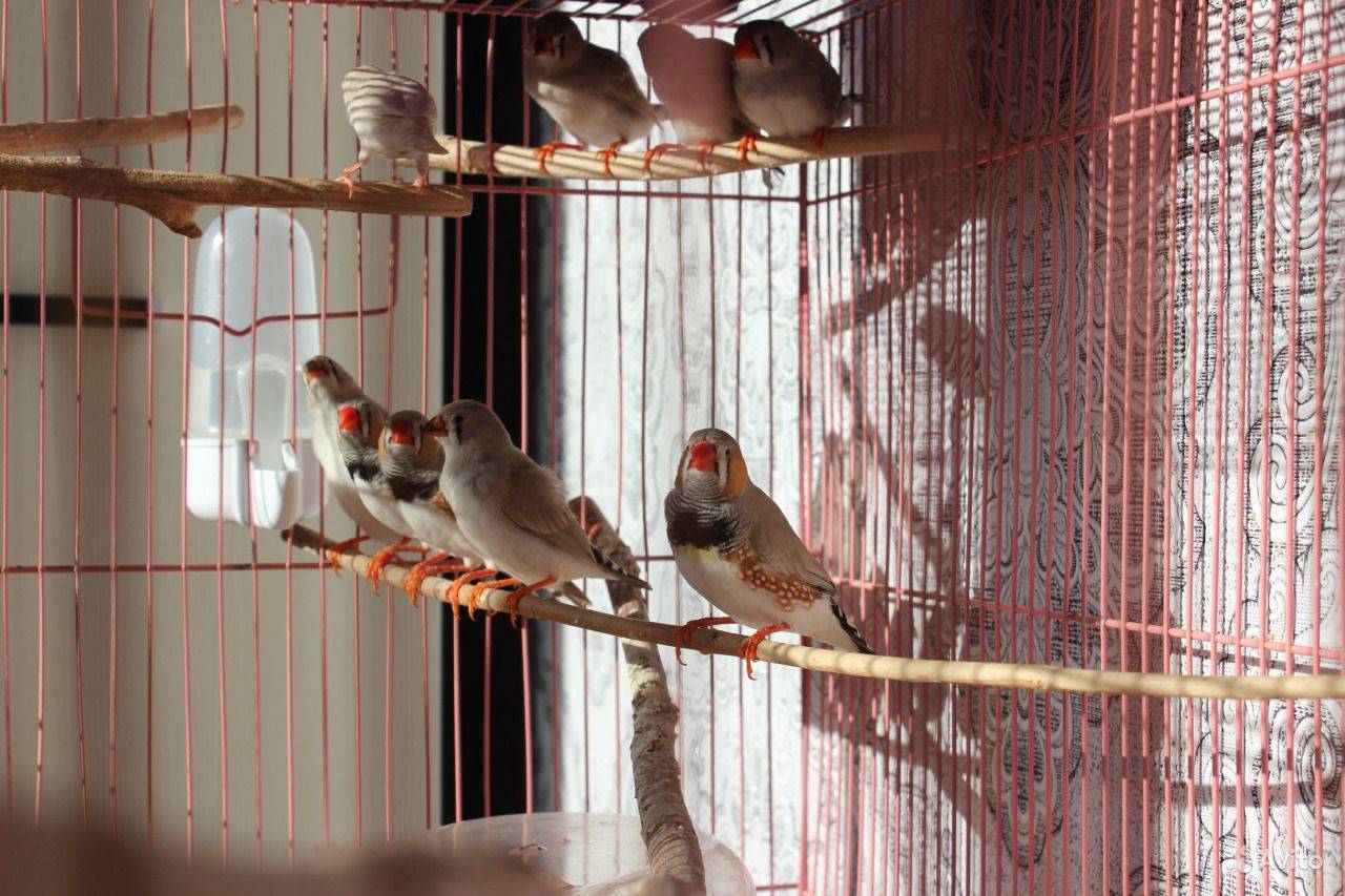 Птицы амадины, описание, виды, уход и содержание