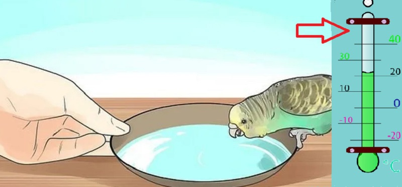 Почему попугай не ест и не пьет воду