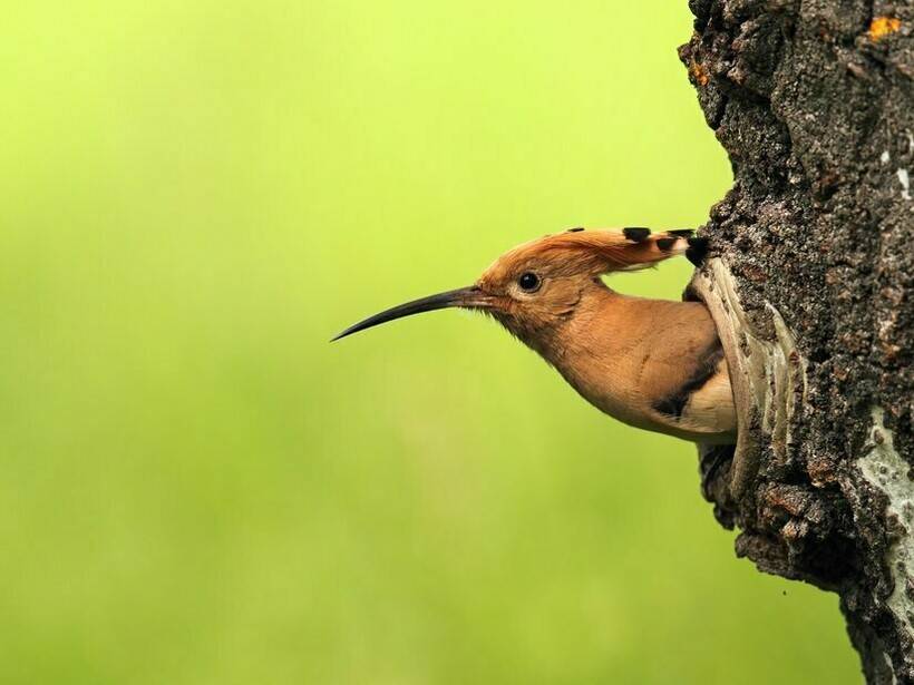 ᐈ птица удод: [описание и фото] как выглядит, где обитает, самец и самка