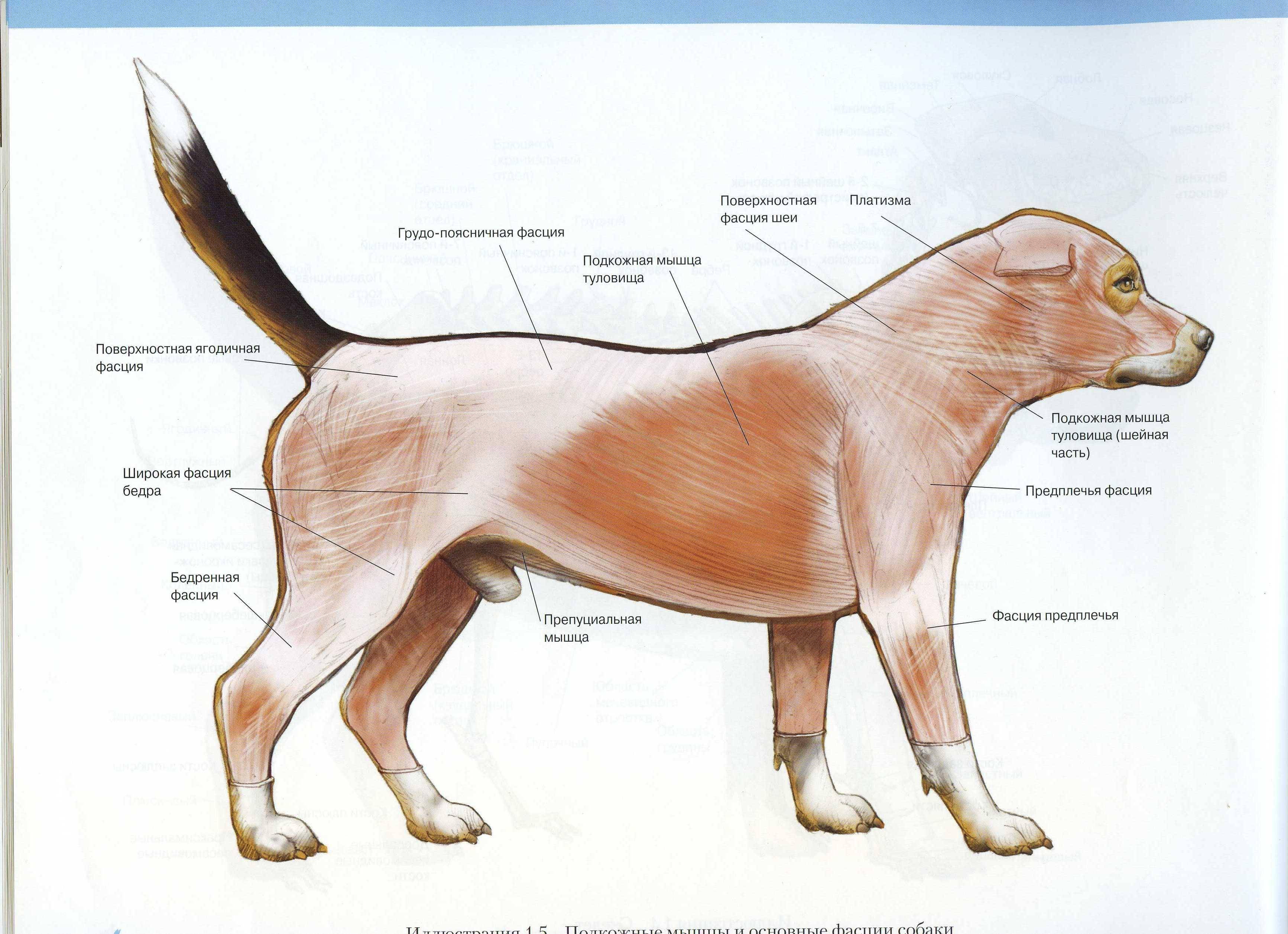 Кожные болезни собак — описание, лечение, диагностика