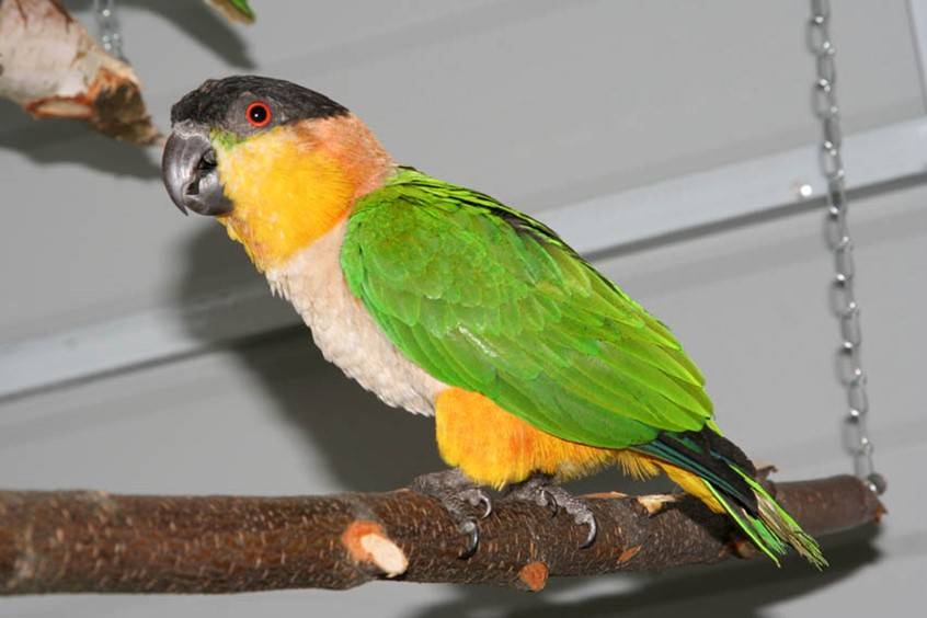 Какарик попугай. образ жизни и среда обитания попугая какарик | животный мир