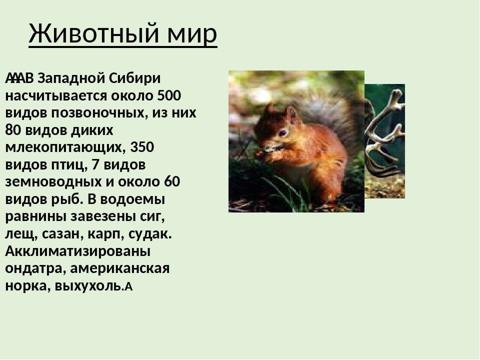 Животные тайги (фото) - животные северных лесов