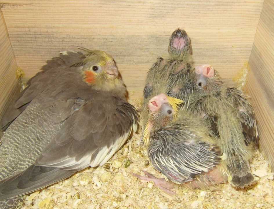 Разведение попугаев корелла в домашних условиях (фото и видео)