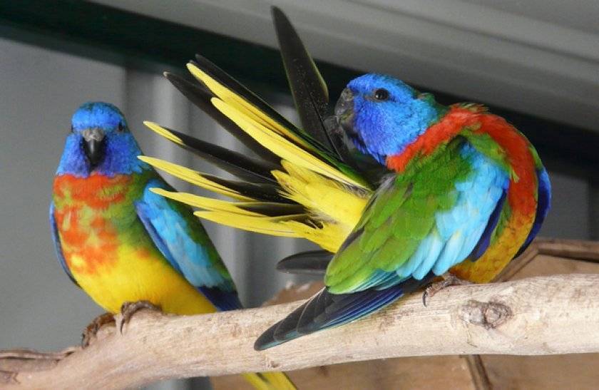Разнообразие ярких представителей пернатого мира – попугаев