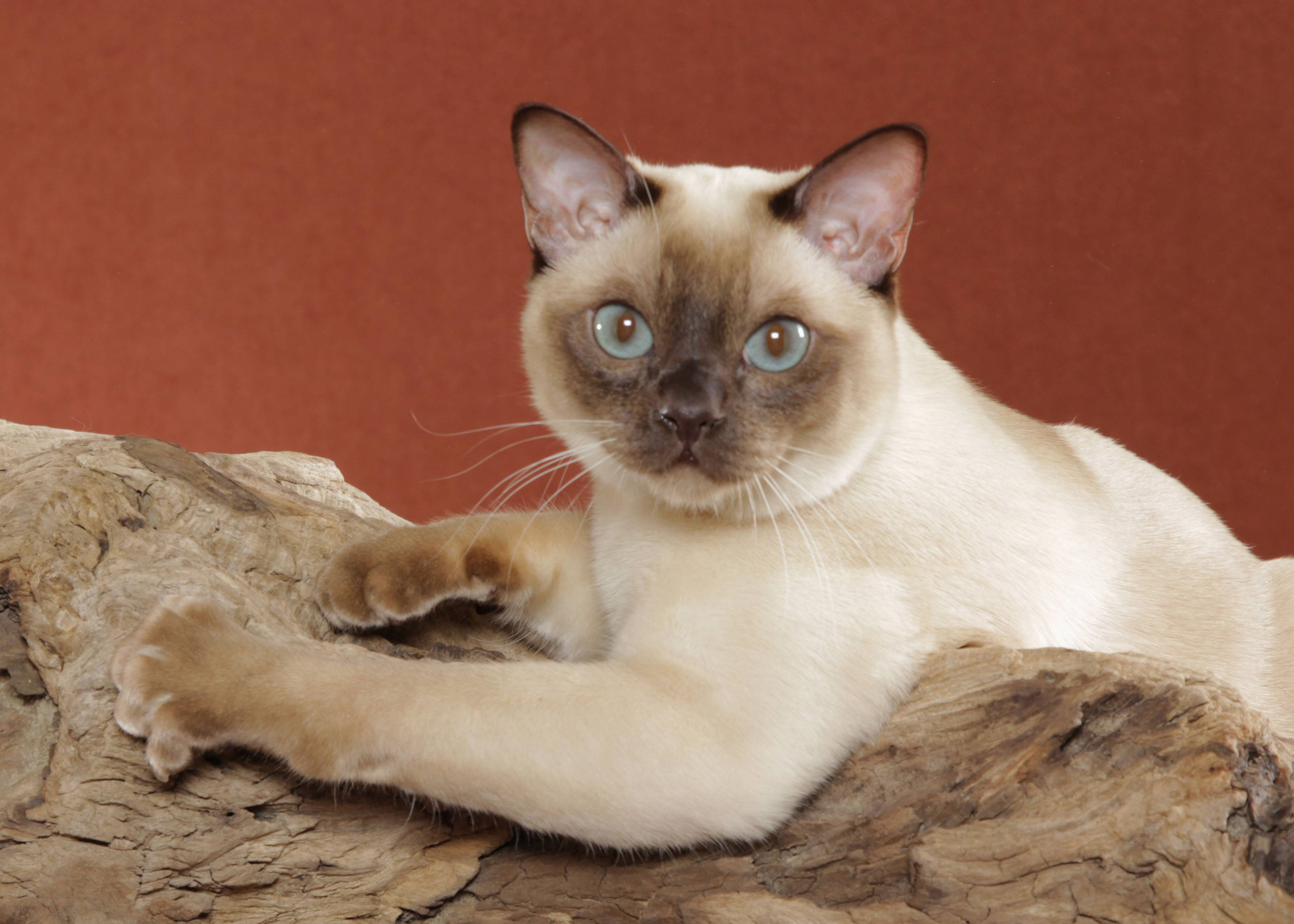 Тонкинская кошка (тонкинез) – порода кошки от а до я