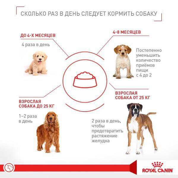 Кормление лабрадора в домашних условиях – меню для щенков и взрослых собак
