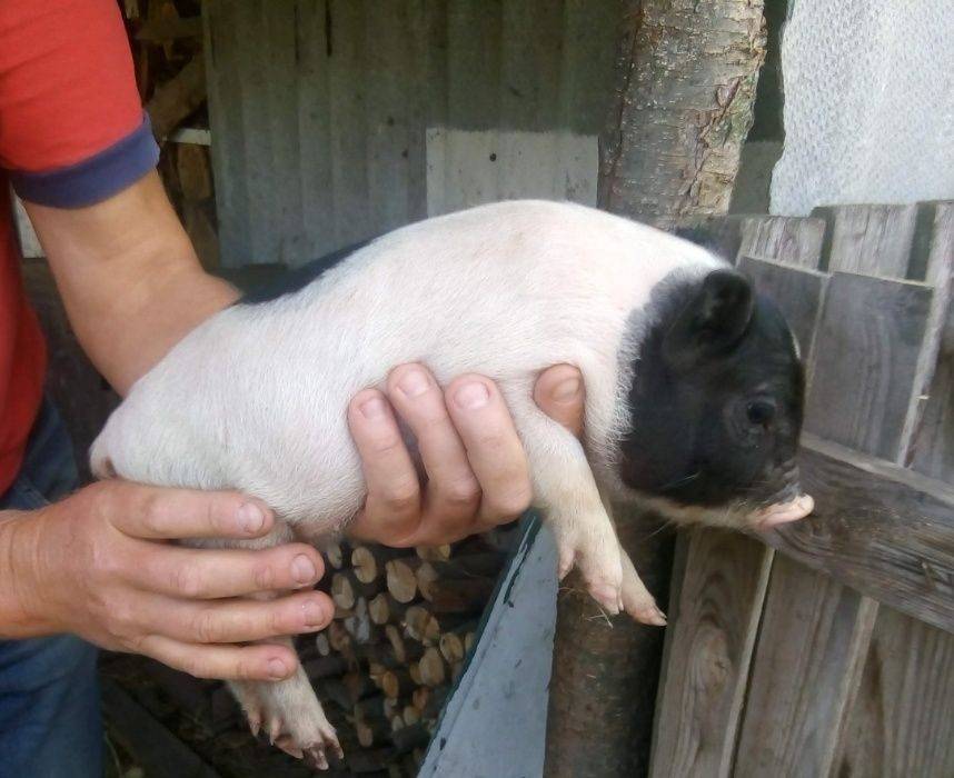 Принятие опороса у вьетнамских свиней в домашних условиях