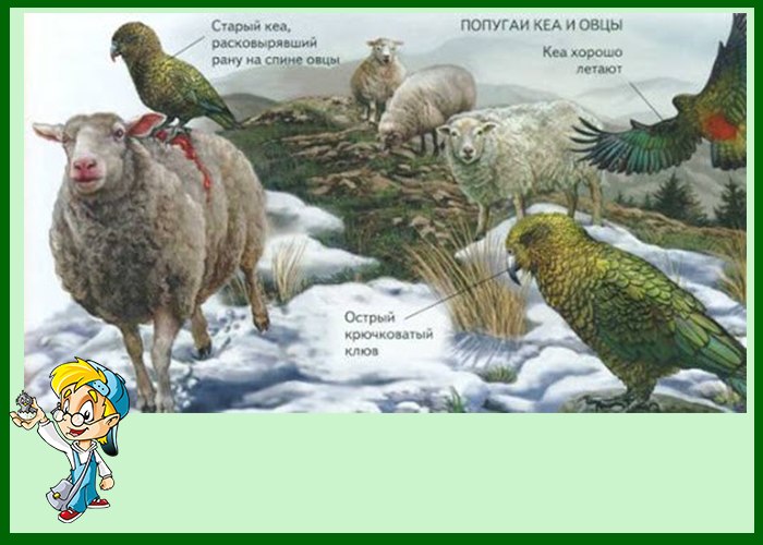 Попугай кеа - убийца овец: описание, внешний вид, характер, питание