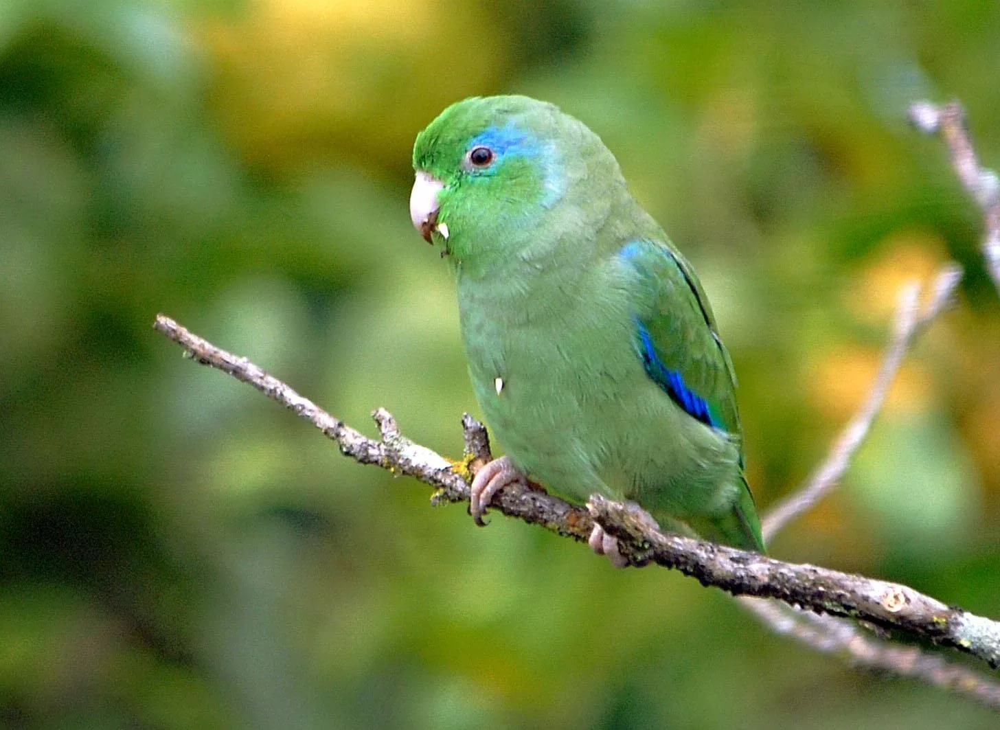 Воробьиный попугайчик: происхождение названия, привычки и нрав птицы