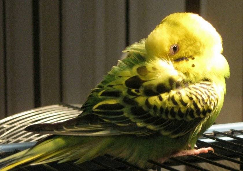 Почему трясётся попугай: причины болезни, симптомы, лечение