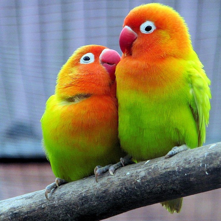 Виды попугаев-неразлучников: фишера, розовощёкий, масковый, чернокрылый, сероголовый, лилианы