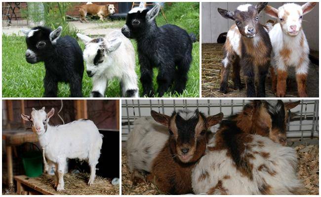 Камерунская порода коз - описание, содержание и разведение