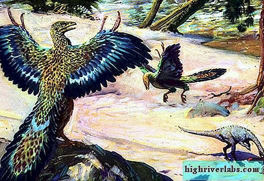 Стегозавр – фото, описание, обнаружение, ареал, рацион, враги