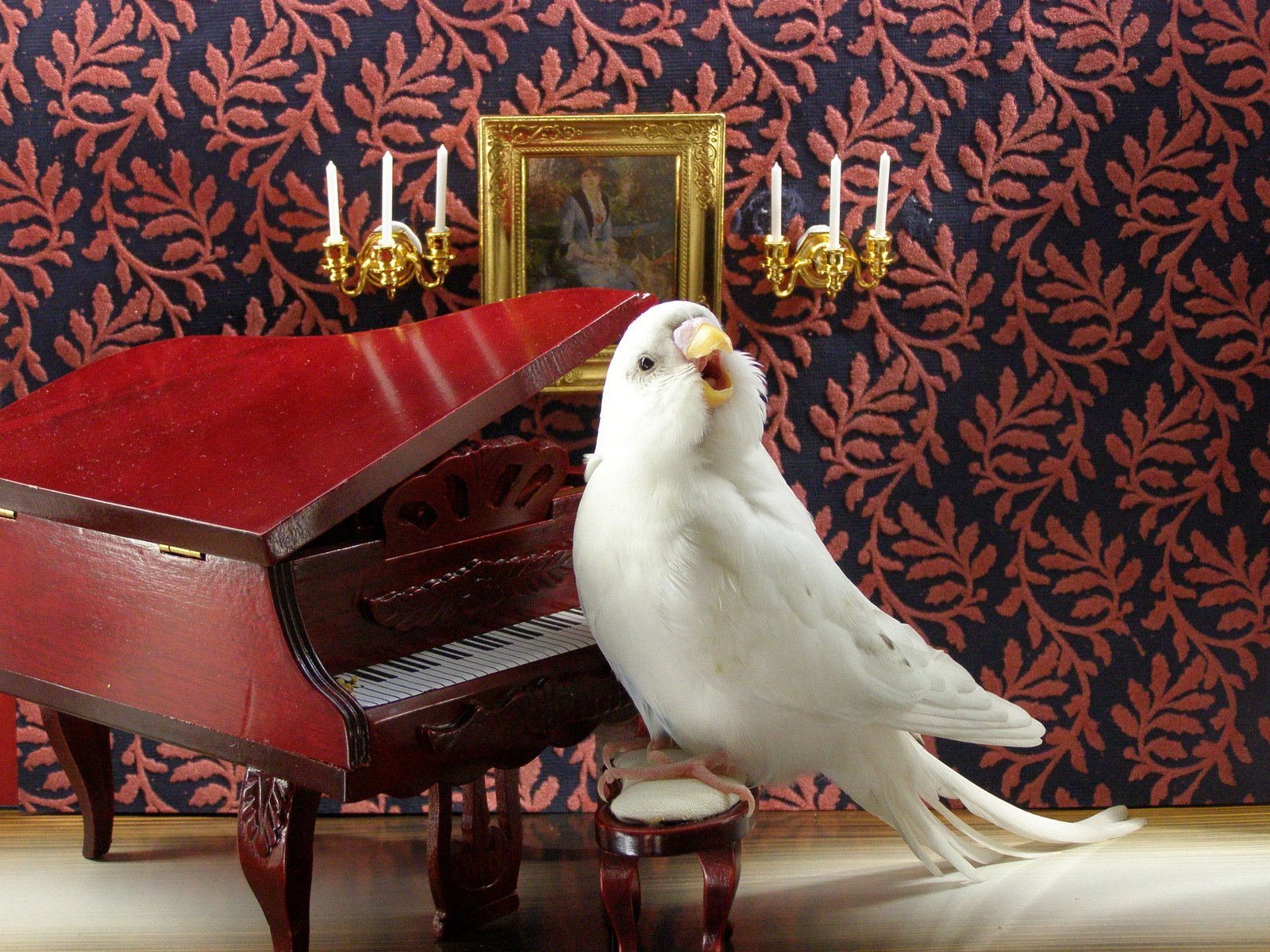 Корелла поет под пианино - смешное видео с попугаем на фортепиано