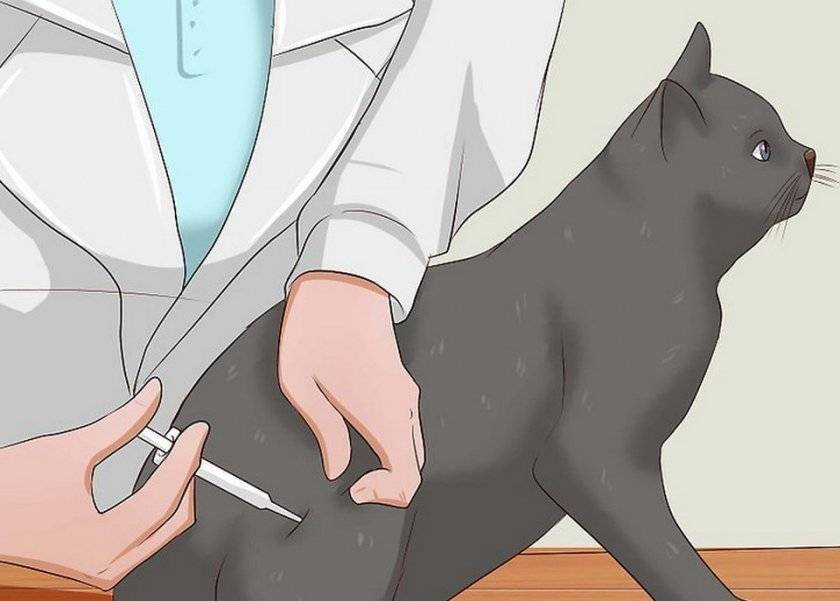 Как сделать укол кошке (фото + видео): пошаговый алгоритм действий от ветеринарного врача