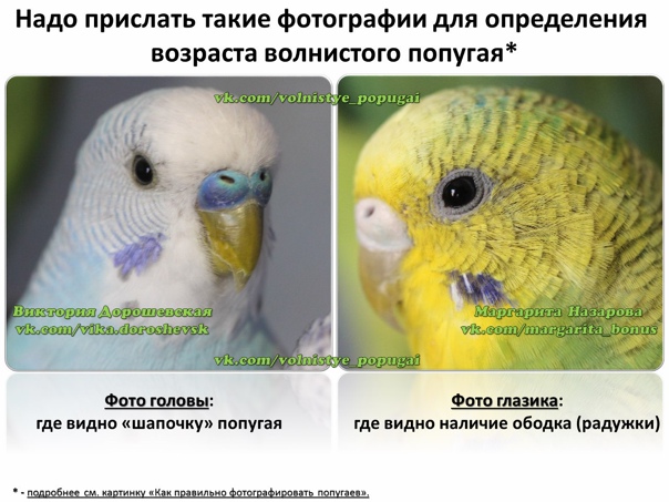 Определяем возраст волнистого попугайчика — зверушки