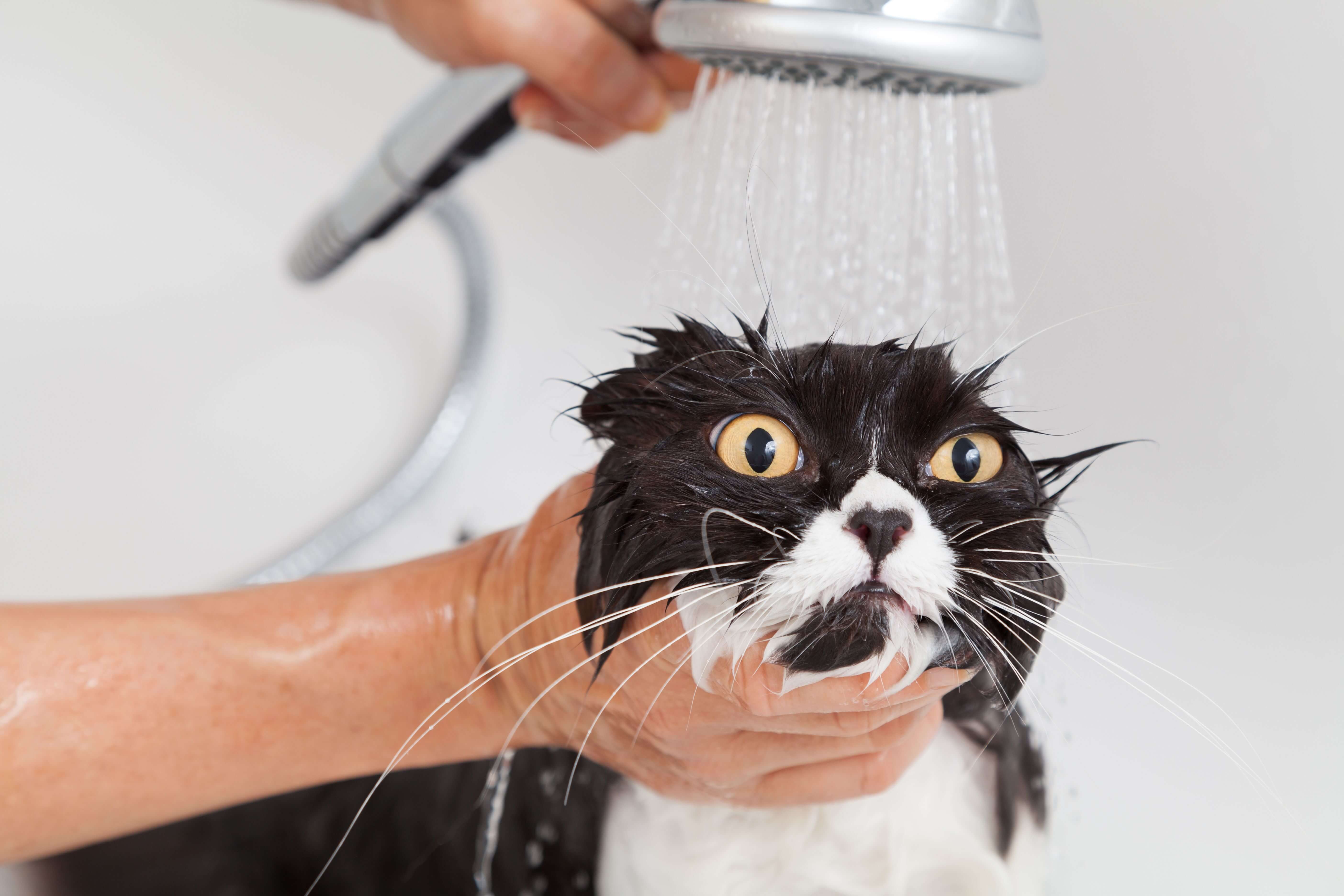 Почему кошки боятся воды? | блог ветклиники "беланта"