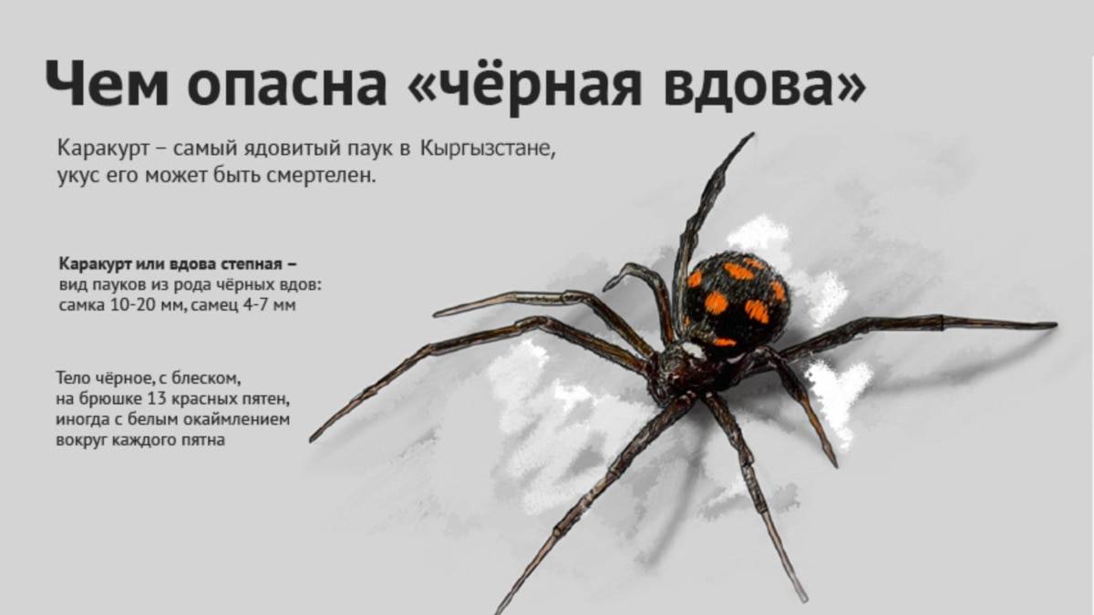 Ядовитые пауки названия. список самых ядовитых пауков нашей планеты
