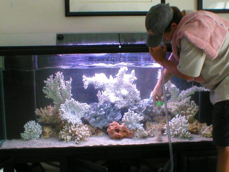 Труженики аквариумной среды: лучшие чистильщики для домашнего содержания