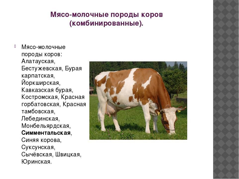 Холмогорская порода коров - описание, разведение и содержание породы