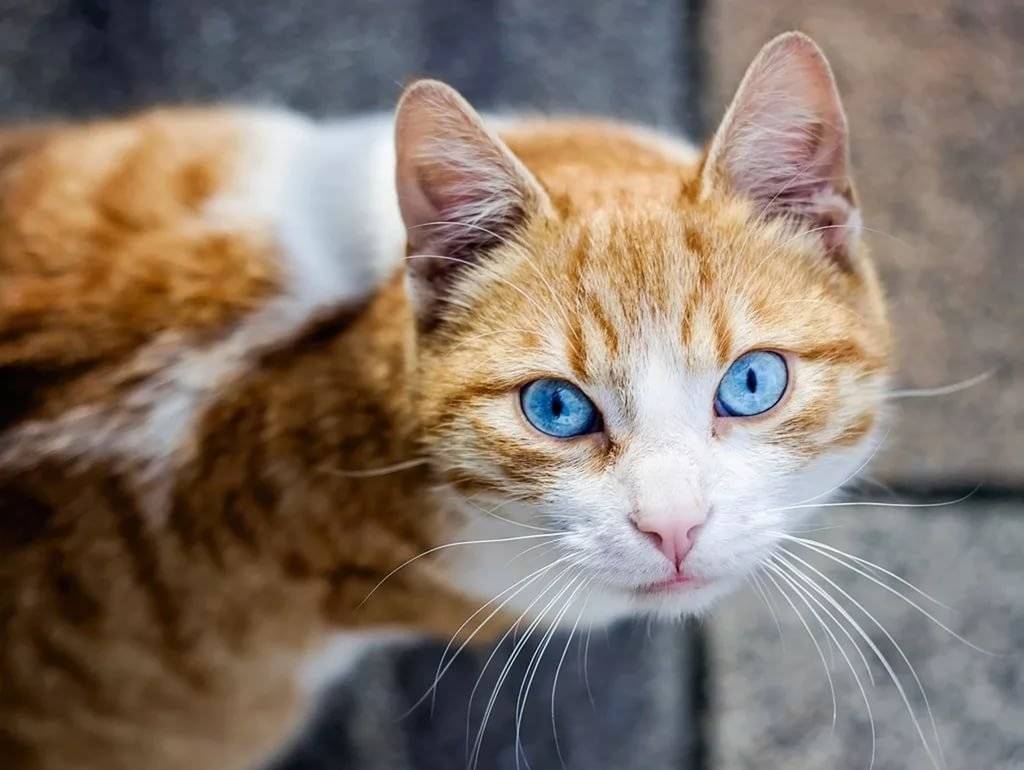 Охос азулес: порода кошек с невероятными голубыми глазами